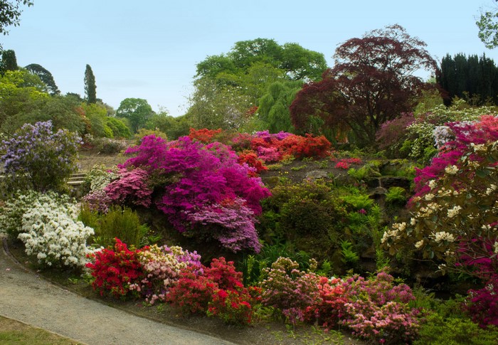 Colorful Rhododendron Shrubs at Bodnant Gardens, Wales