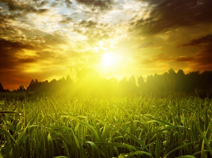Sunrise over a grassy field with dew drops
