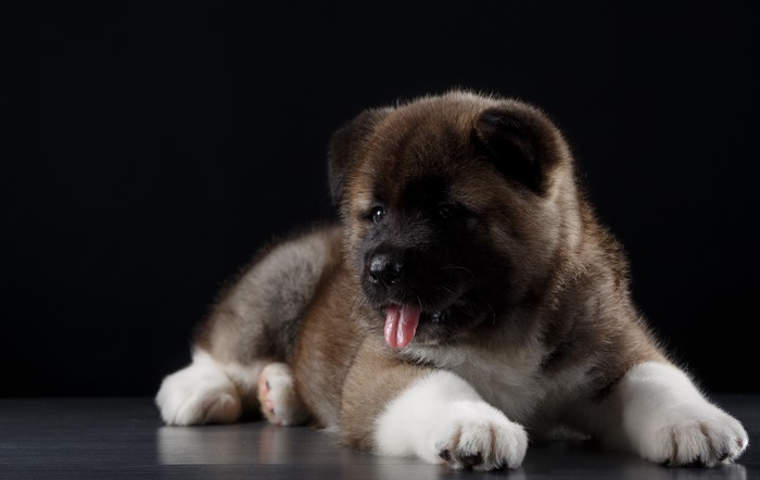 American Akita puppy lying down