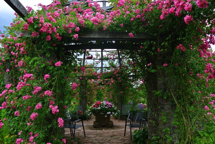 Darmstadt Park Rosenhoehe Germany Roses