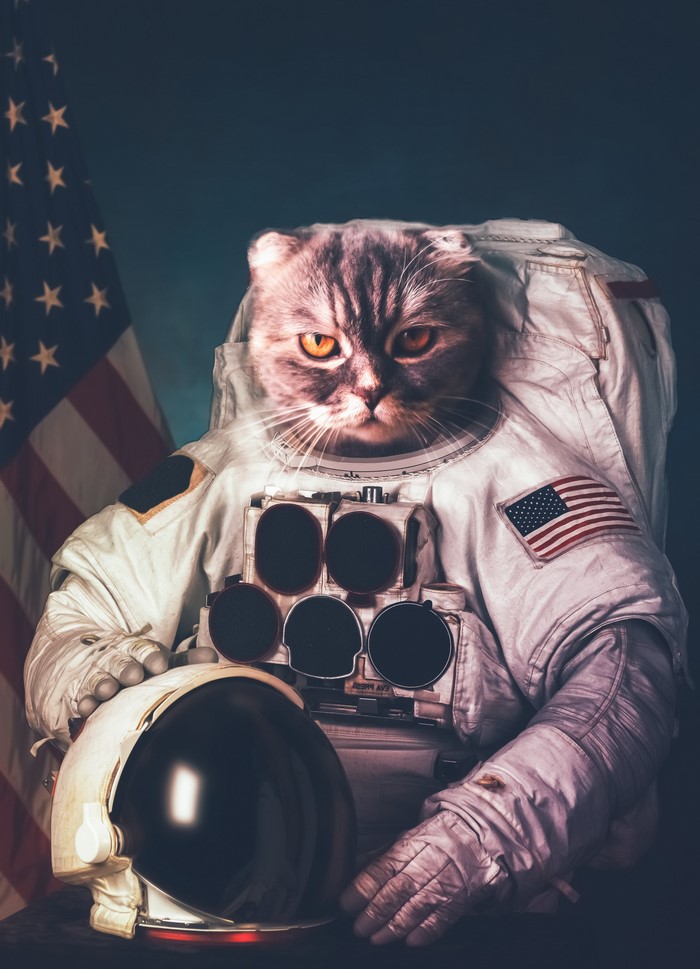 Cat in an astronaut suit with American flag