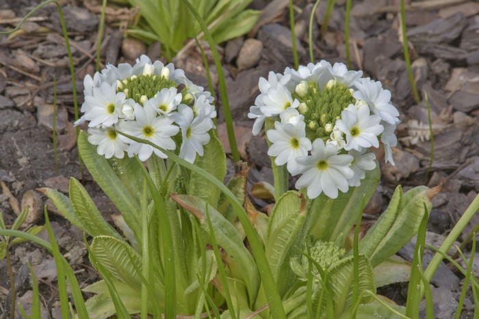 4K White Primula flowers