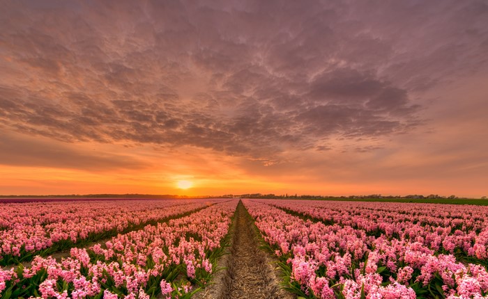 4K Sunset Over Pink Hyacinth Fields in Netherlands