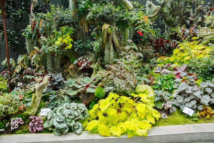 Tropical Conservatory with Diverse Plants