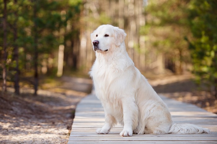 Golden Retriever sitting on a wooden path