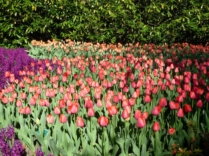 Tulips and Hyacinths at Keukenhof Gardens, Netherlands