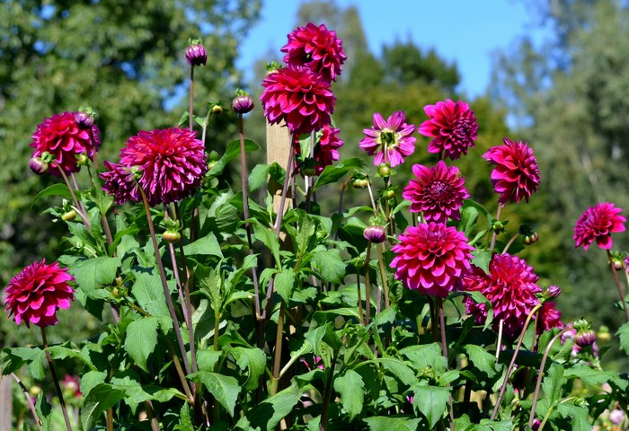 Deep pink dahlias in a garden