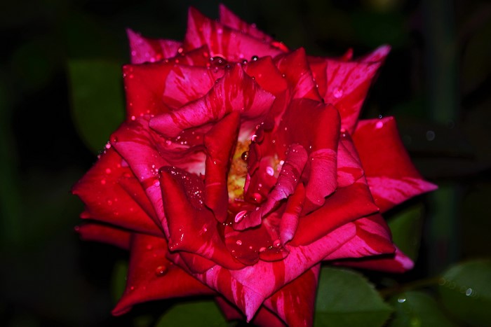 Red and pink striped rose with water droplets