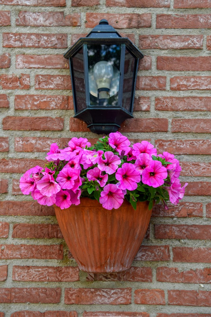 Pink petunias in a terracotta pot hanging on a brick wall with a lantern