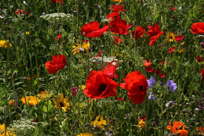 Field of Poppies and Wildflowers