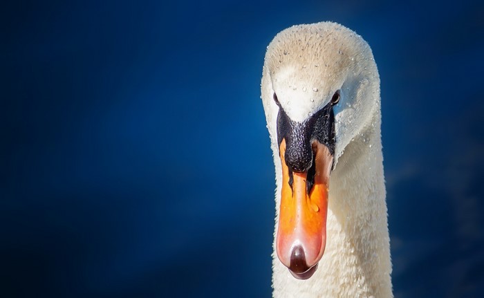 Close-up of a swan's head and beak