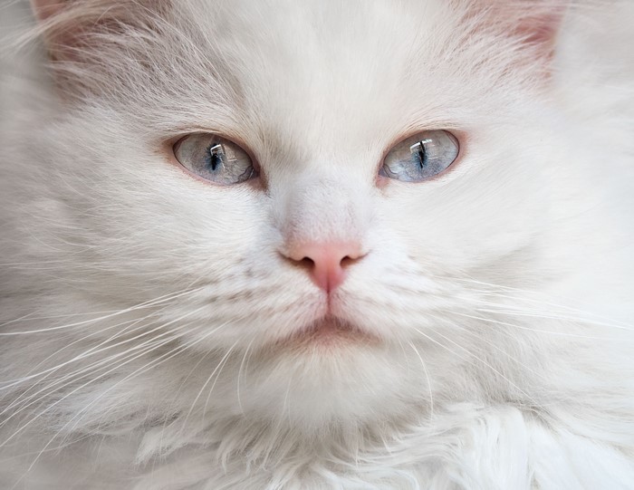Close-up of a white cat's face with blue eyes