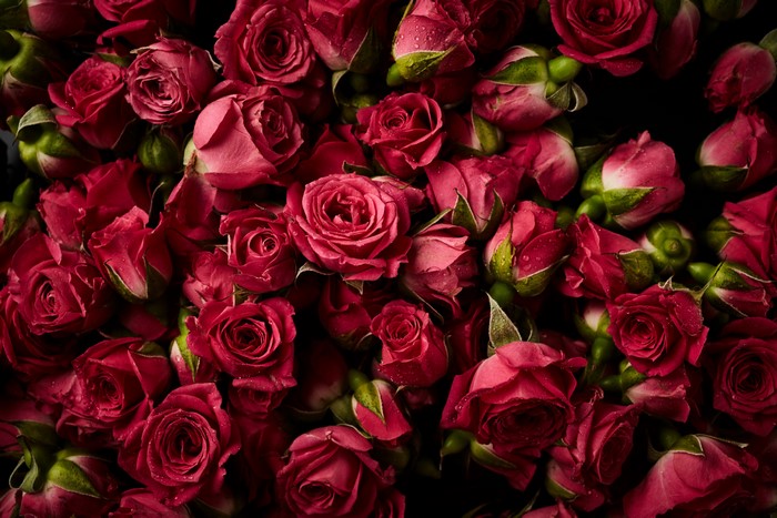 Wine colored roses with water droplets