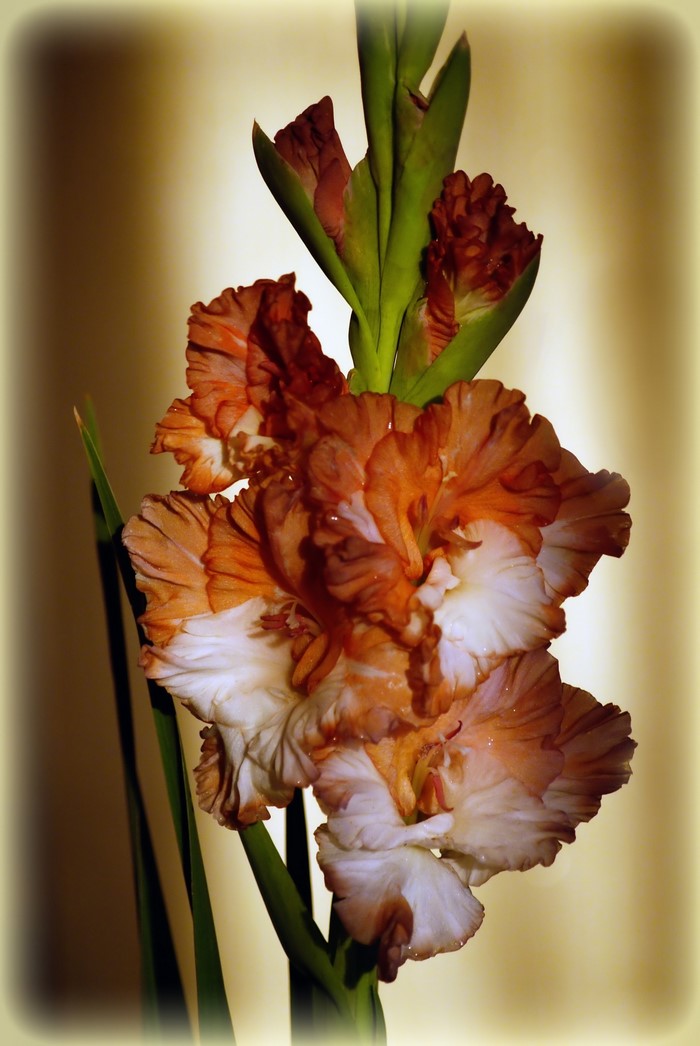Close-up of orange and white Gladiolus flowers
