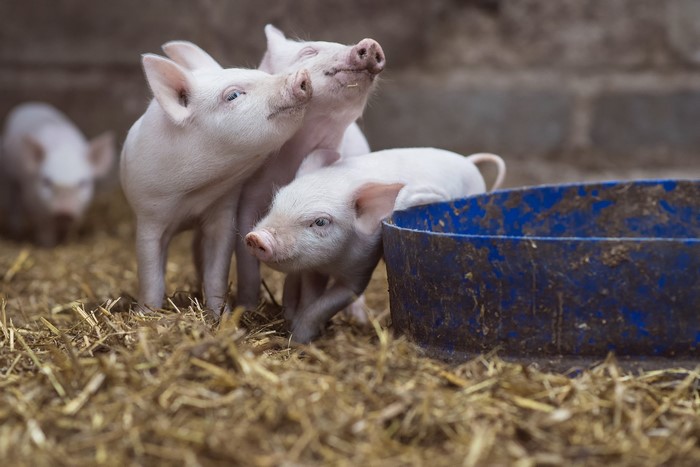 Three piglets in a pen with a blue trough
