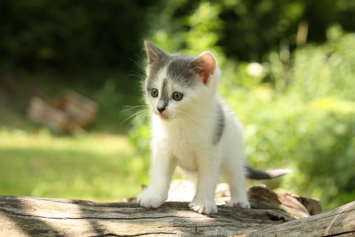 Kitten looking to the side on a log