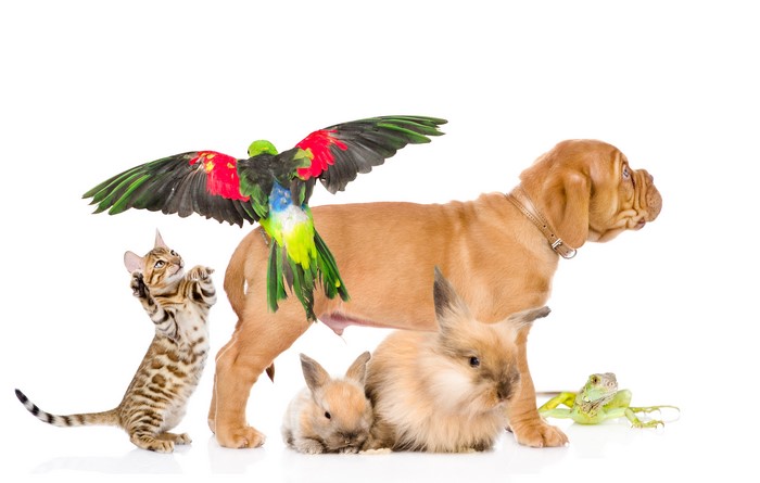 Dog, Cat, Rabbits, Parrot, and Iguana on White Background