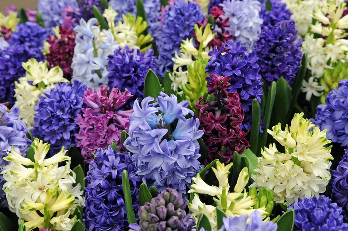 A close-up of a multicolor bed of hyacinth flowers