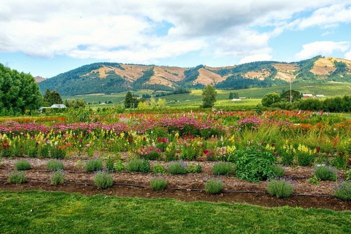 Flower fields and hills in Hood River, Oregon