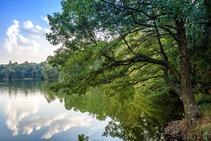 Lake and trees in Trostianets Park, Ukraine