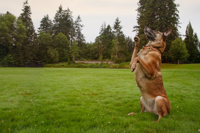Belgian Malinois dog sitting up in a grassy field