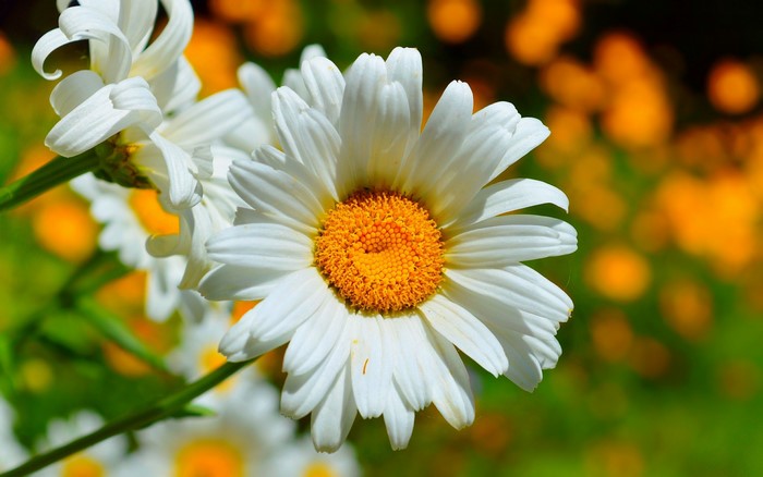 Close-up of white camomile flowers with yellow centers