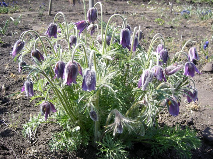 Purple Pulsatilla flowers in a garden