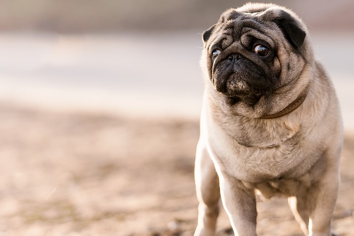 Pug dog looking to the side