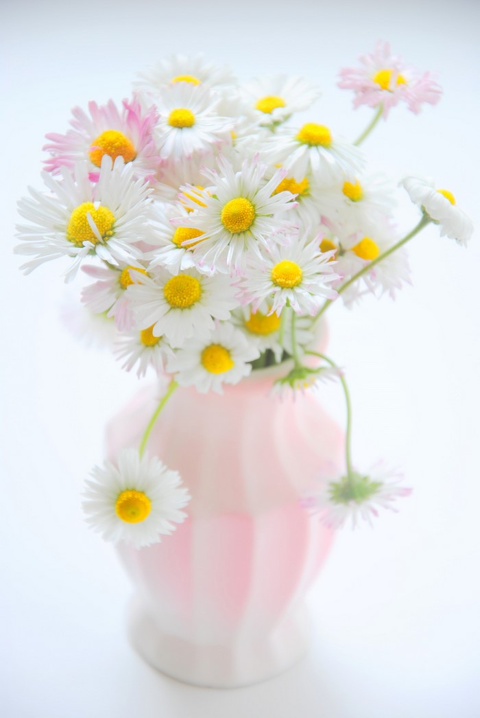 Daisies in a pink vase