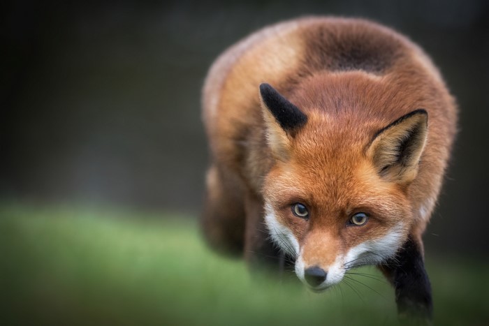 A red fox with intense eyes looks forward