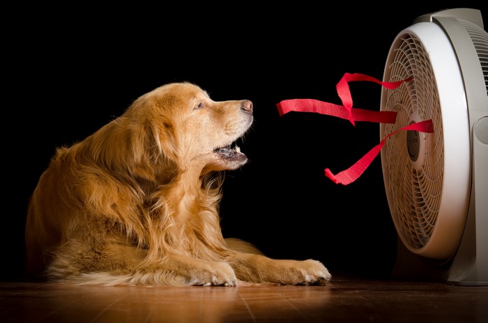 Golden Retriever Dog Enjoying a Fan