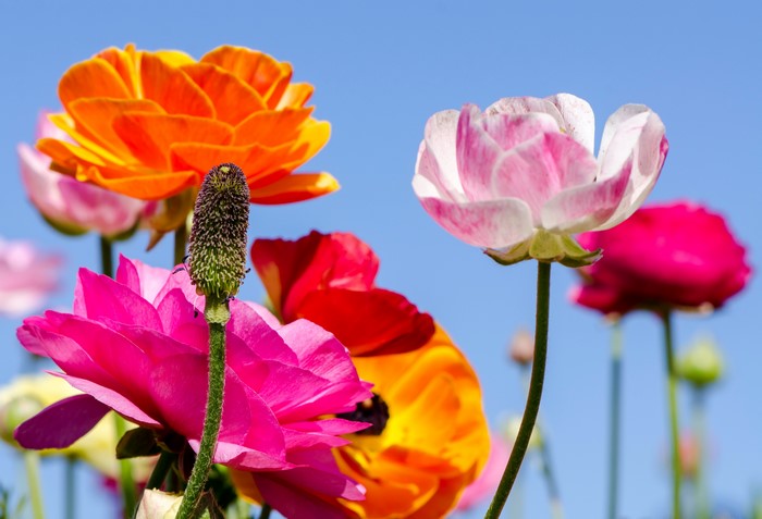 4K Ranunculus Flowers in Bloom