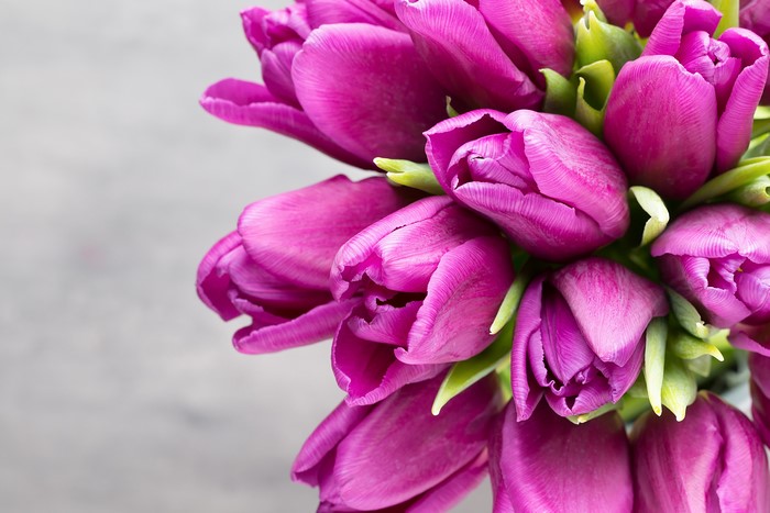 Purple Tulips on a Gray Background