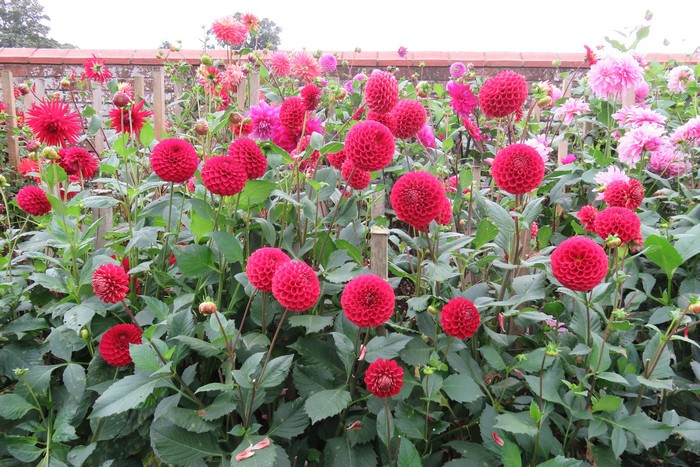 A garden bed filled with red and pink dahlias