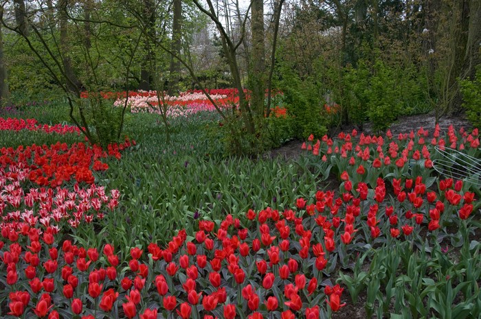 Keukenhof Gardens with Red and Pink Tulips in Bloom