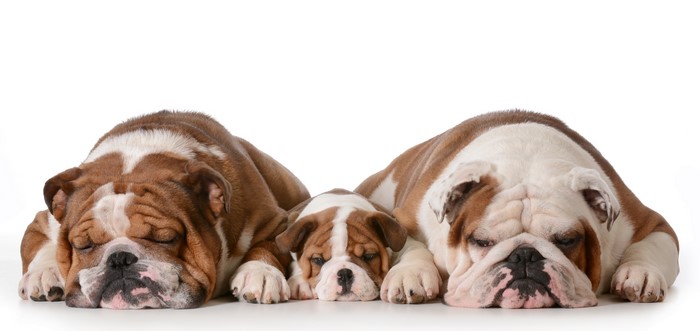 Three Bulldogs Sleeping on White Background