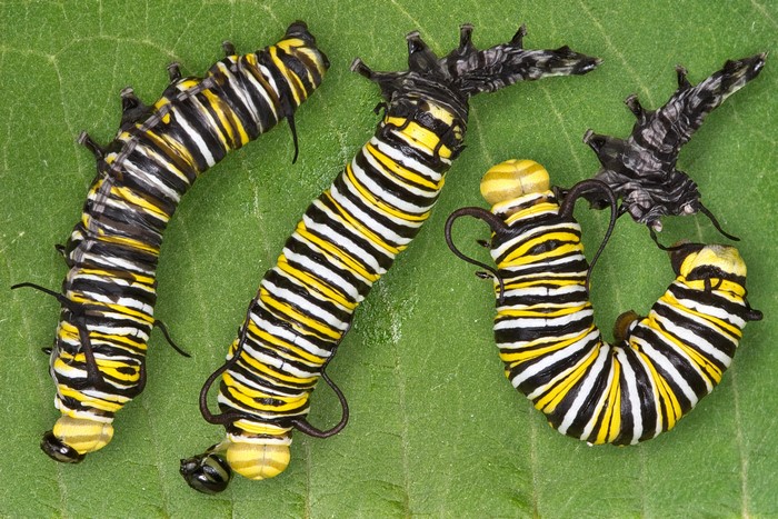 Three Monarch Caterpillars on a Leaf