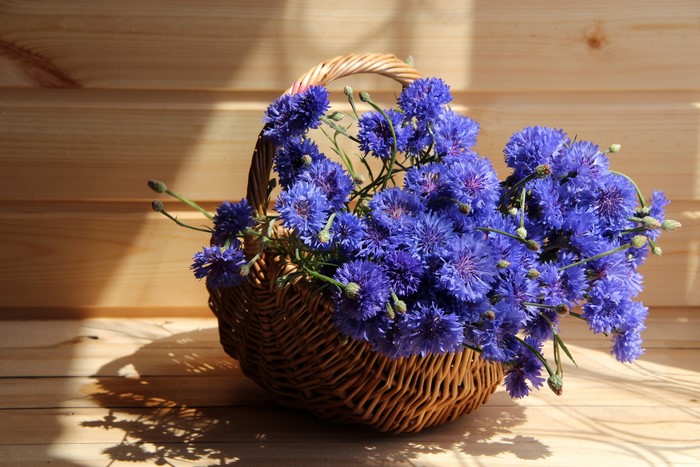 Blue Cornflowers in a Wicker Basket