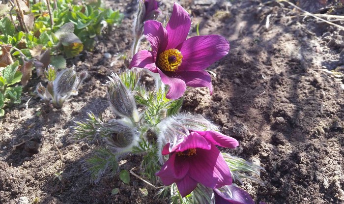 Purple Pulsatilla flowers and buds in soil