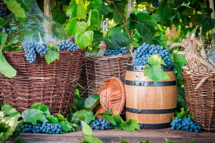 Grapes and a wooden barrel with baskets