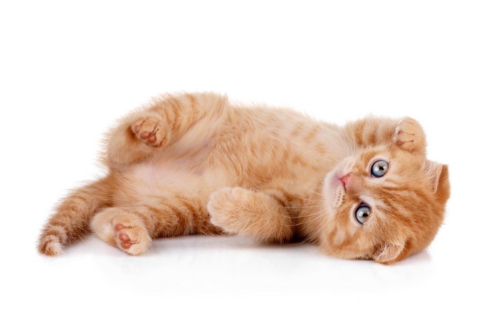 Ginger kitten lying on its back