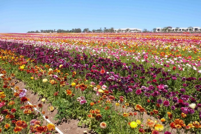 Field of colorful Ranunculus flowers under a clear blue sky