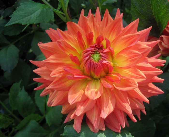 Close-up of an orange and yellow dahlia flower