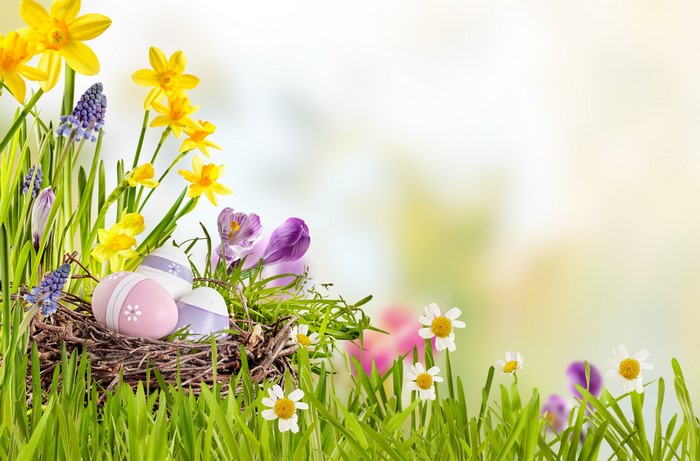 Easter eggs in a nest with daffodils and crocuses