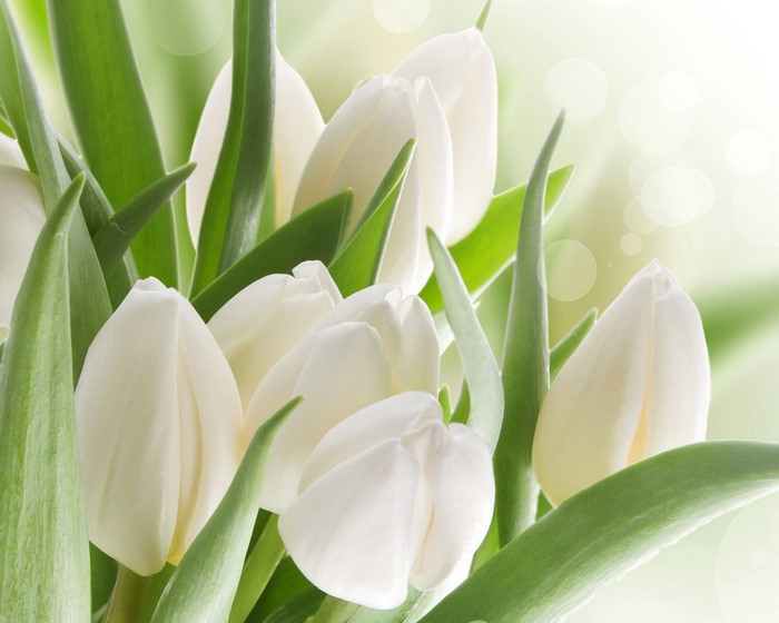 White Tulips