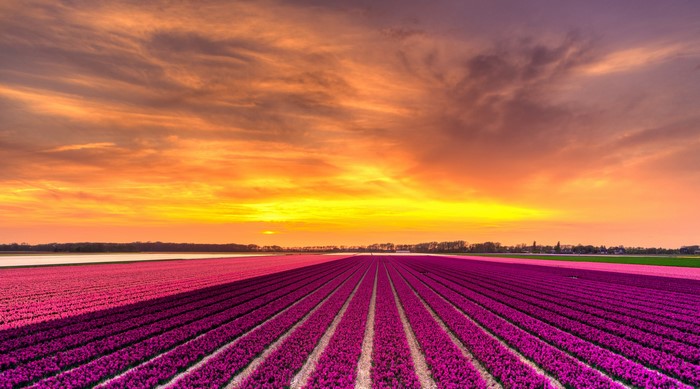 Purple tulip fields at sunset in the Netherlands