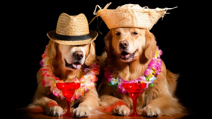 Two Golden Retrievers in Hawaiian attire with drinks