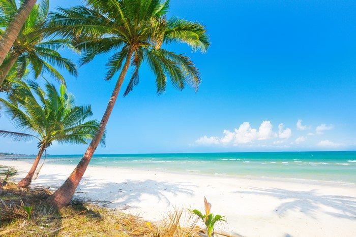 4K Tropical Beach with Palm Trees and Ocean