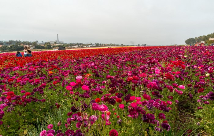 Field of Ranunculus flowers in bloom