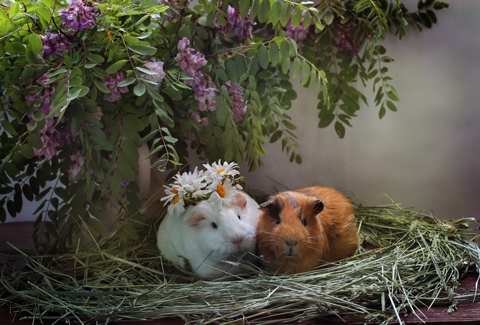 Two guinea pigs in hay with flowers
